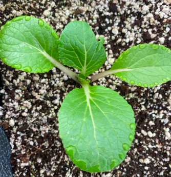 Imagen 2 . Pak choi en sus primeras etapas de crecimiento (Gomez, 2024)