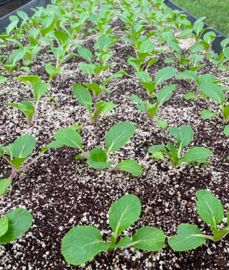 Imagen 3. Banco de pak choi (Howtogoto, 2020)